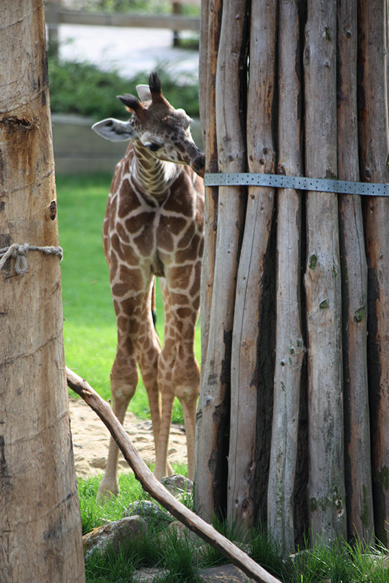 giraffe2