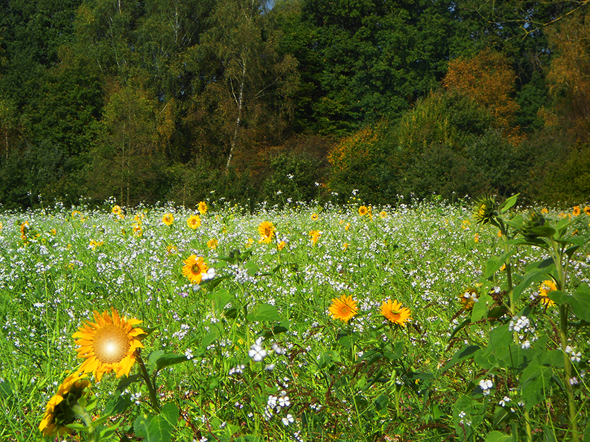 Sonnenblumen1