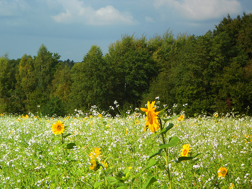 Sonnenblumen2