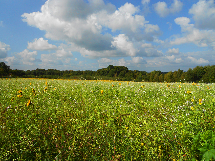 Sonnenblumen3