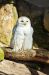 Zoo-Bremerhaven_Schneeeule
