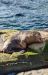 Zoo-Bremerhaven_Seehund