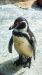 Zoo_Breemrhaven-Pinguin