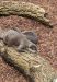 Zoo_Bremerhaven-Otter