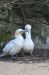 Zoo_BremerhavenToelpel