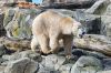 Zoo_Bremerhaven_Eisbaer
